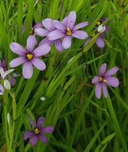 Purple-Eyed Grass, Sisyrinchium 'Purple-Eye'